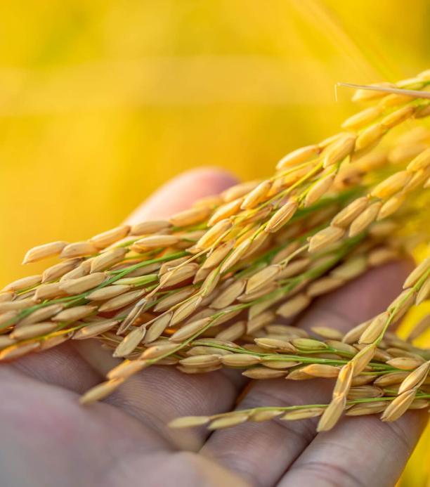 arroz genéticamente modificado