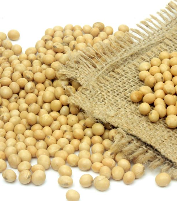 Soya genéticamente modificado