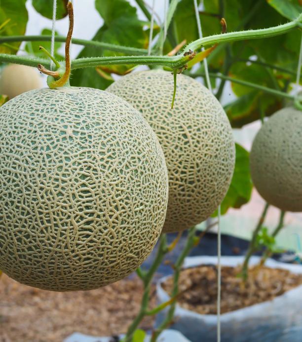 Melon editado genéticamente