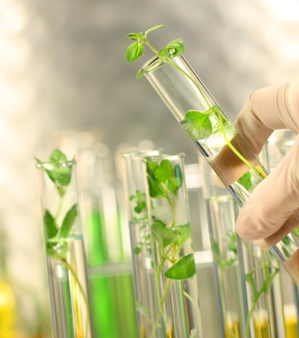 Marco regulatorio de la edición genética 