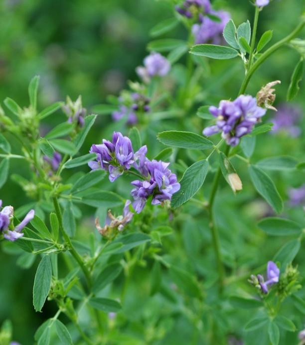 Alfalfa