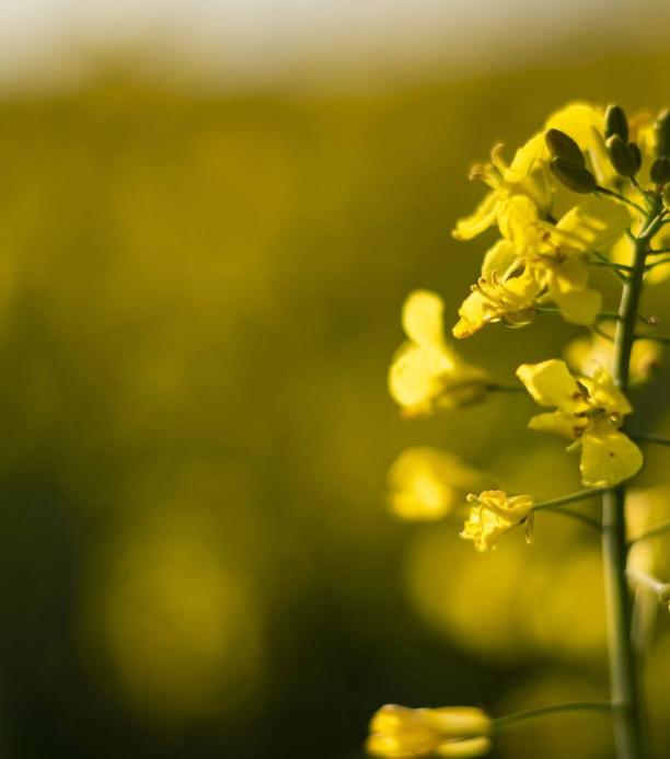Canola transgénica