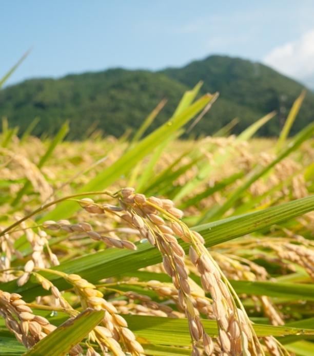 ARROZ EDITADO CON CRISPR