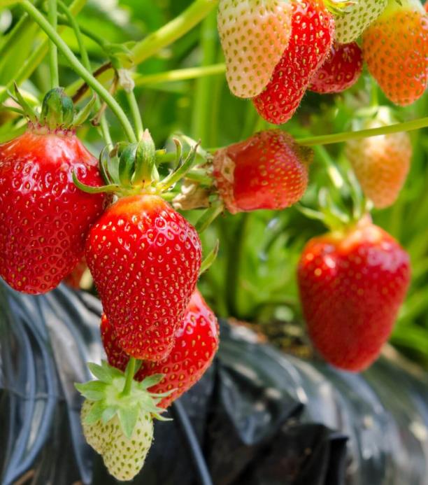 Fresa editada con CRISPR