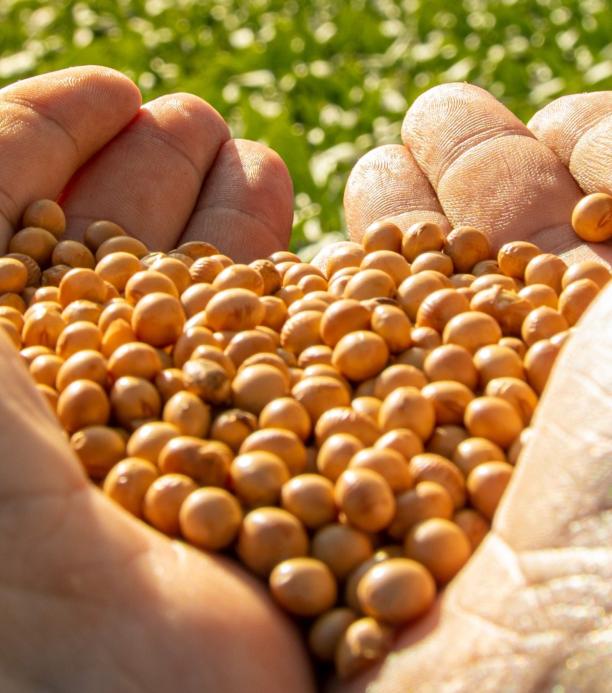 Soya editada con CRISPR
