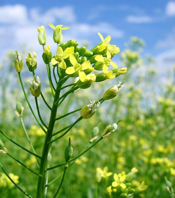 camelina editada