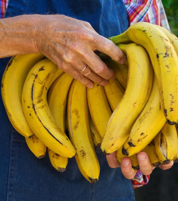 banano editado