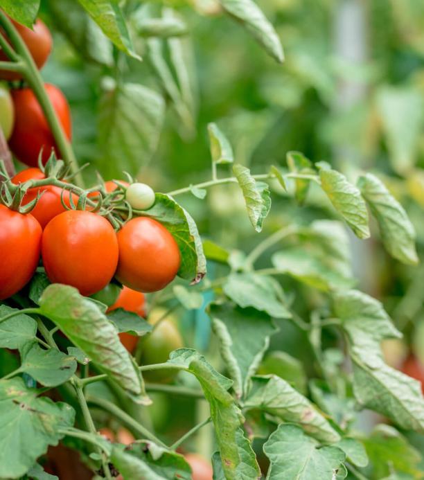 tomate editado con CRISPR