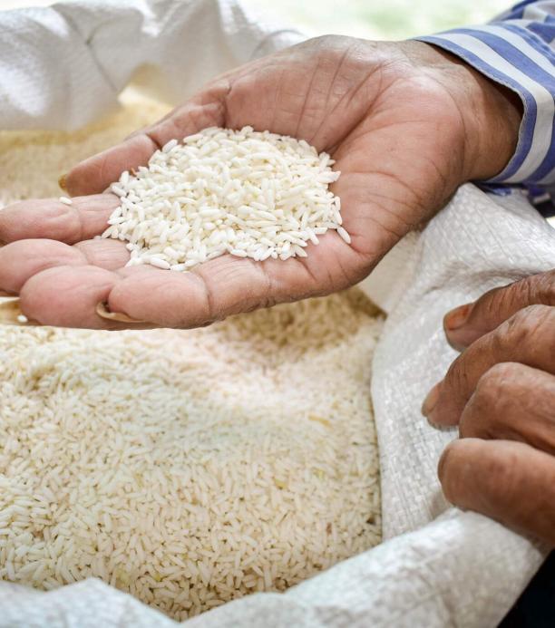 arroz editado, crispr, edición genética