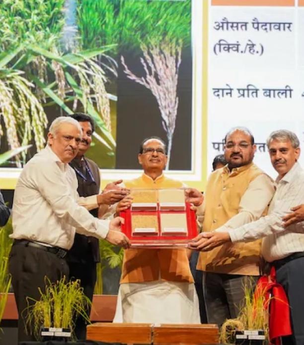 India Aprueba Variedades de Arroz Editadas Genéticamente