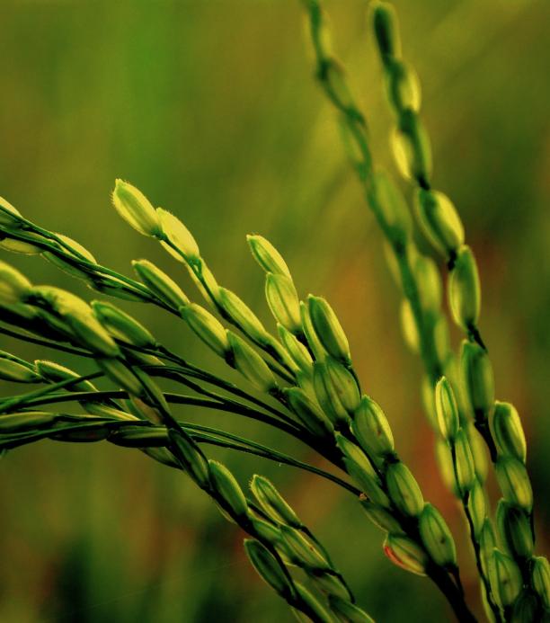 cultivo de arroz