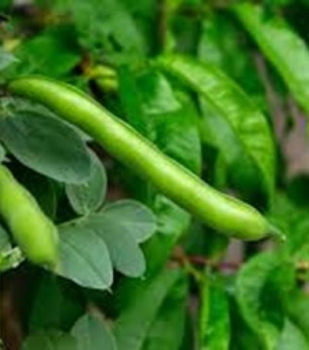 La técnica de edición genética CRISPR/Cas9