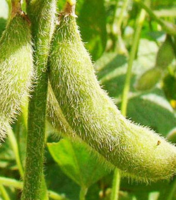 CRISPR/Cas 9 en bacterias