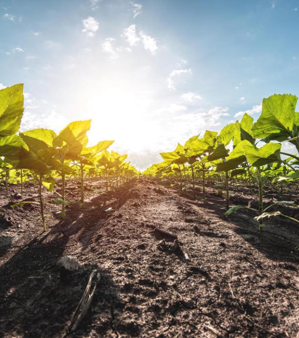 edicion genetica en cultivos