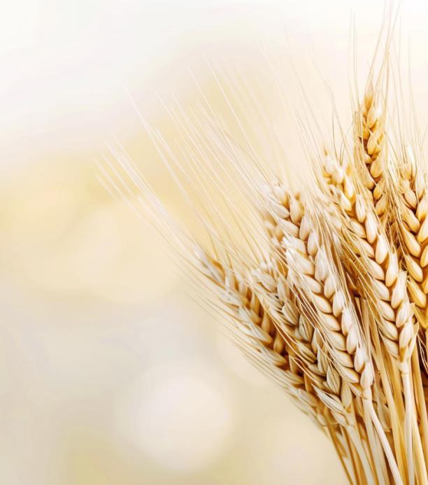 trigo editado genéticamente