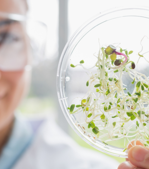 crispr en plantas