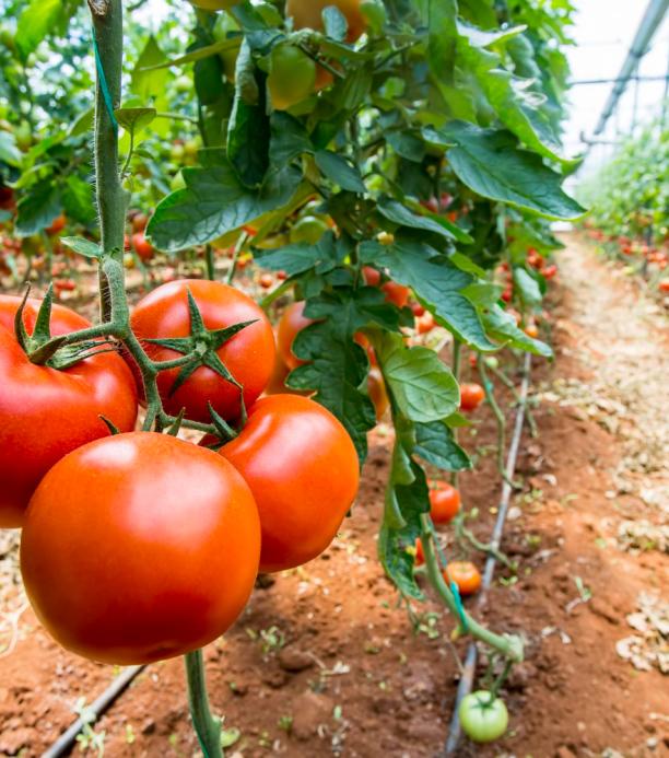 tomate editado
